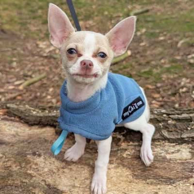 Tiny Toastie Water Repellent Fleece Dog Coat by My Chi and Me Dusky Blue - Extra Large - Fits Like MEDIUM